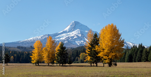 Mt Hood with bright yellow trees in the foreground in the fall