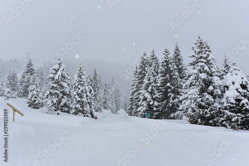 snowing and snow covered pine forest