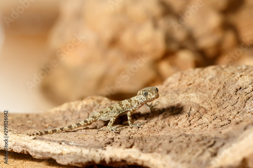 Close-up gecko (Tenuidactylus caspius) hunts in the desert. Small DoF focus put only to head of gecko.