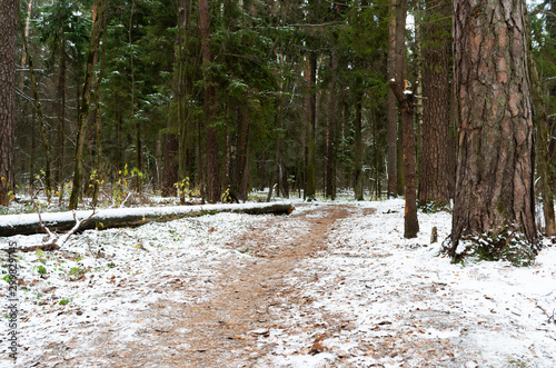 The first snow in a forest. Autumn landscape