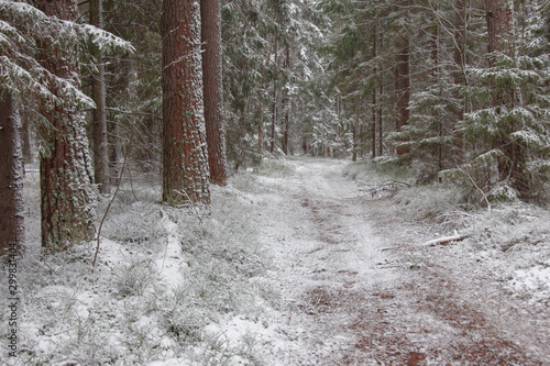 first snow in a pine forest