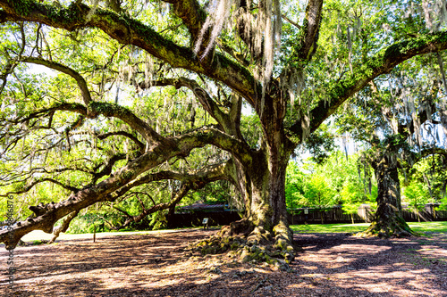 Old southern live oak in New Orleans Audubon park with hanging spanish moss in Garden District and thick Tree of Life trunk with nobody in Louisiana city