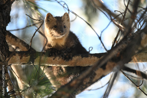 sable sits on a tree in the natural environment