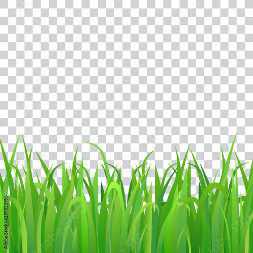 Green grass, isolated, vector illustration.