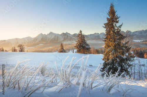 Winter nature in morning sunrise. Scenery view on snowy mountains and christmas trees in sunlight. Beautiful winter rural scene