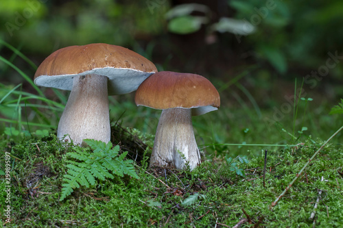 Two edible boletus edulis known as penny bun mushroom in forest