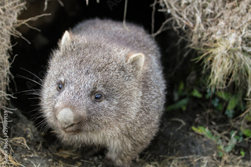 A common wombat (Vombatus ursinus) baby (joey) coming out of its burrow in the grassland - Cradle Mountain, Tasmania Australia