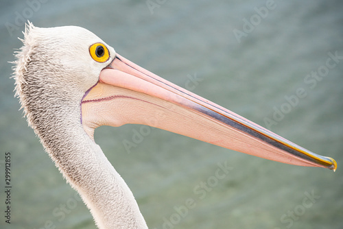 Portrait of pelican