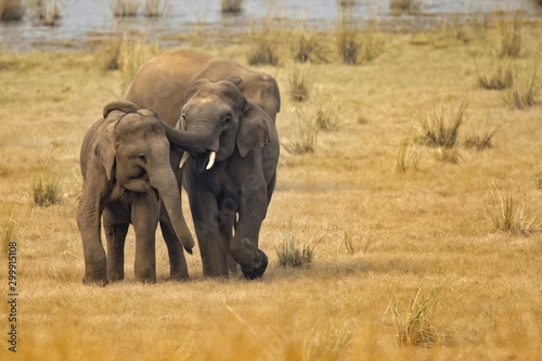 Indian elephant (Elephas maximus indicus) is one of three extant recognised subspecies of the Asian elephant and native to mainland Asia