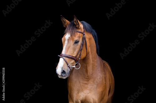 Brown horse portrait on black background