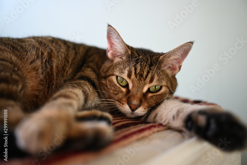 Close up portrait of a charming adorable funny home stripped lying cat with green eyes and blurry background