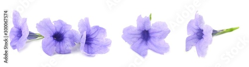 Fresh Purple Ruellia Tuberosa or Minnieroot Flowers
