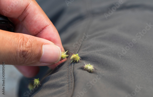 Removing seeds stuck from clothes