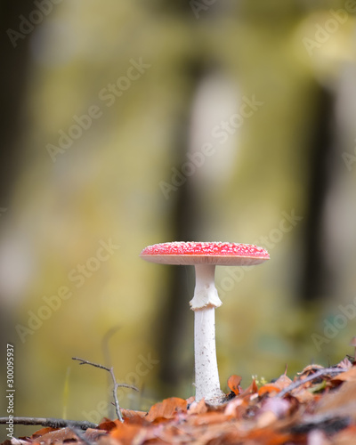 Mushroom close-up with nice colourful bokeh background