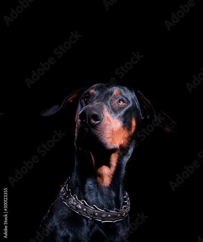 Portrait of a black seated Doberman in a strict collar on a black background