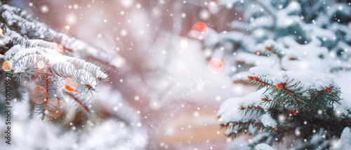 Frosty winter landscape in snowy forest. Christmas background with fir trees and blurred background of winter.