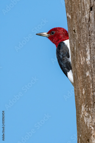A Red-headed Woodpecker on a tree.