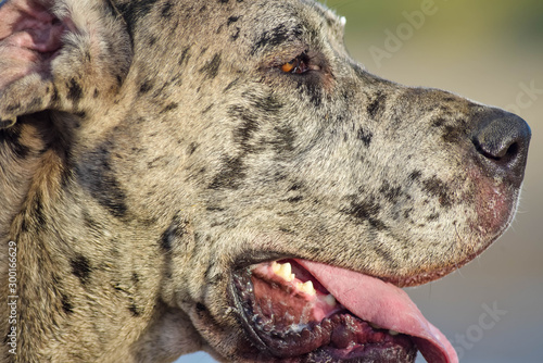 German mastiff in close-up on the beach