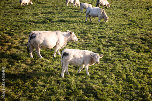 Heard of cows grazes in the meadow in Bawaria Germany