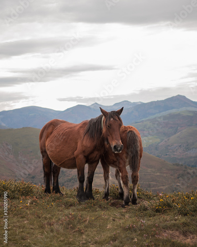 Retrato de una pareja de caballos en montañas de Cantabria en día nublado.