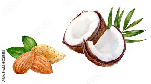 Almond coconut set composition watercolor isolated on white background