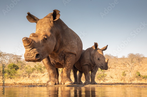 Mother and baby rhino getting ready to drink
