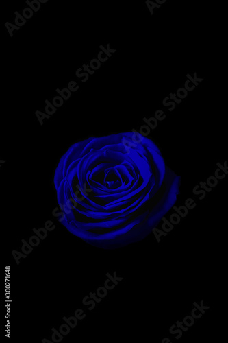Blue rose in the dark. 暗闇の中の青いバラ