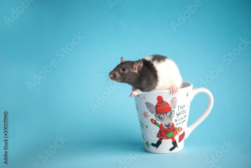 Cute domestic rat in white coffee cup isolated on blue background.Concept of New Year 2020.