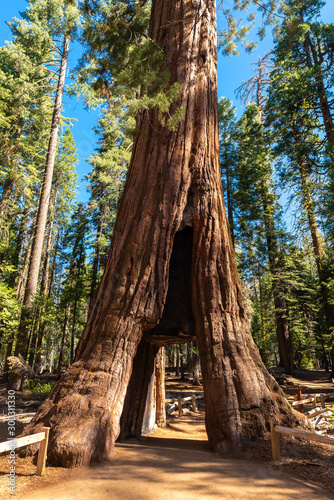 Giant Sequoia tree in Mariposa Grove, Yosemite National Park, California, USA