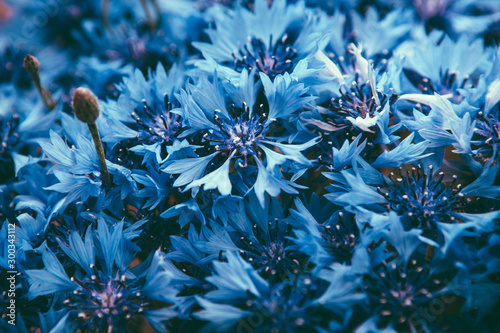 Cornflower plant with blue flowers, beautiful card with nature background