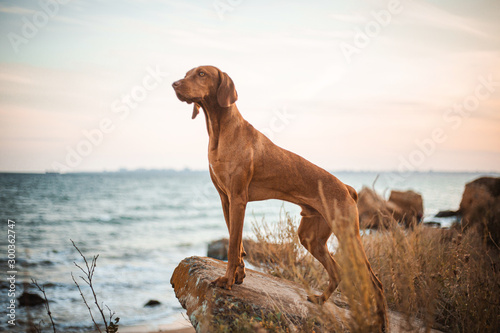 Red dog vizsla standing on the stone sea