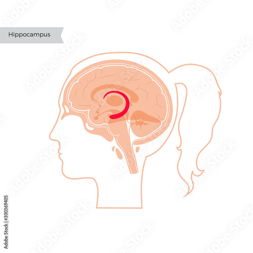 Vector isolated illustration of Hippocampus 