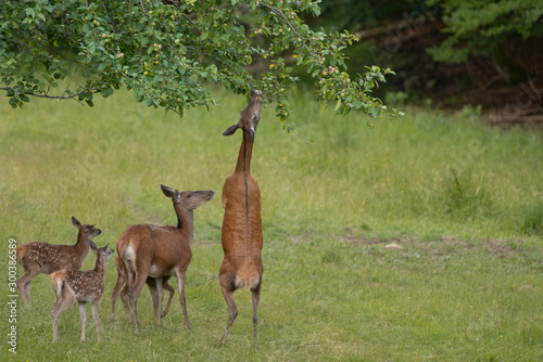 biche mangeant des pommes