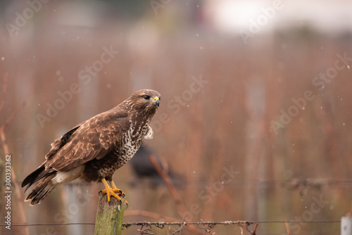 buse variable 