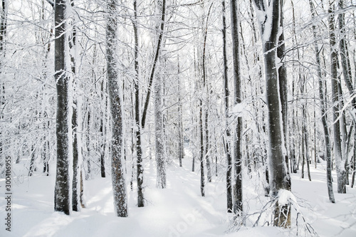 Snow-covered trees in forest in winter. Copy psace.