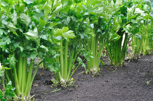 close-up of growing celery plantation (leaf vegetables) in the vegetable garden