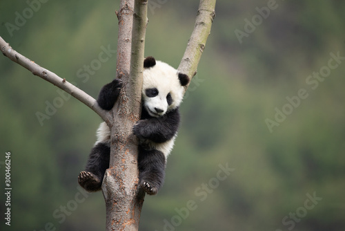 giant panda cub in a tree