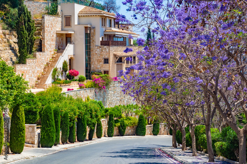 Republic of Cyprus. Pissouri Village. The road goes past flowering trees. Flora Of Cyprus. Bright landscape of Pissouri village. Picturesque house of yellow stones. Trees with lilac flowers.
