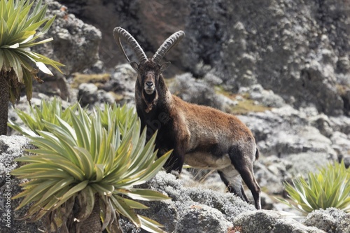 Walia ibex, Capra walie, in the Simien Mountain National Park