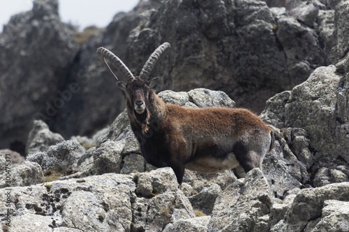 Walia ibex, Capra walie, in the Simien Mountain National Park