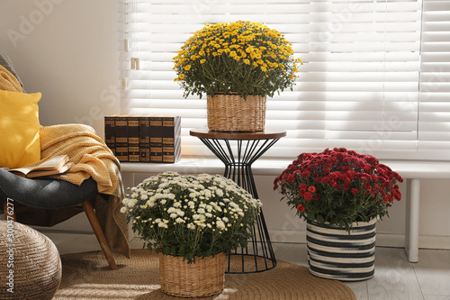 Beautiful fresh chrysanthemum flowers near window in stylish room interior