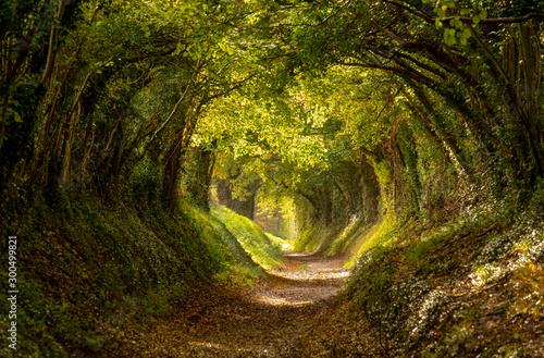 Halnaker tree tunnel in West Sussex UK with sunlight shining in. This is an ancient road which follows the route of Stane Street, the old London to Chichester road. 