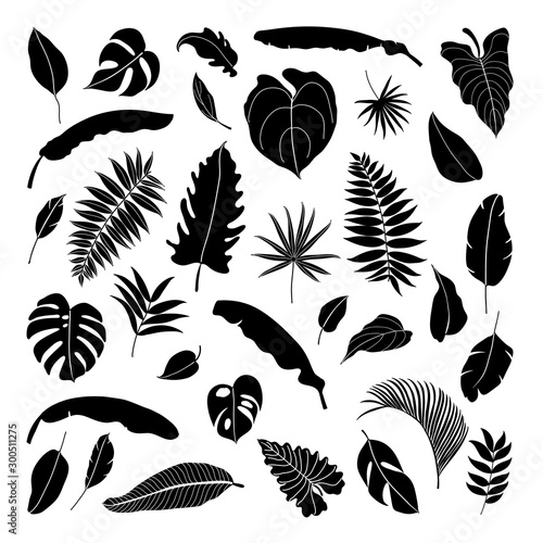 Abstract tropical leaves. Botanical element collection. Design for natural and floral background pattern, cards, cosmetics, spa and beauty care.