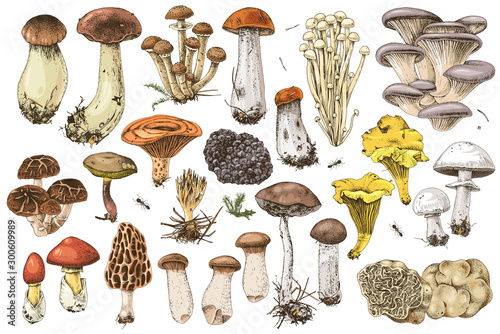 Hand drawn edible mushrooms collection