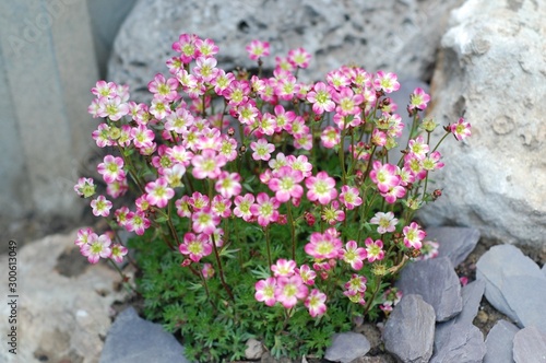 sassifraghe nel giardino roccioso