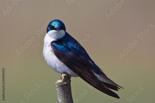 Tree Swallow, Tachycineta bicolor