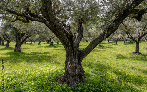 Tree Olive Grove Greece