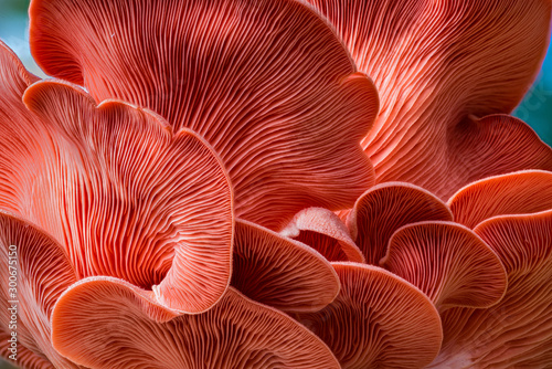 Underside of oyster mushrooms (Pleurotus ostreatus) showing gills