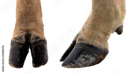 cow hooves on white background.