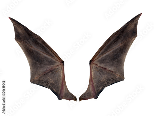 bat wings isolated on white.